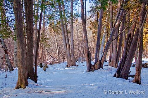 Snowy Trail_13884.jpg - Photographed at Ottawa, Ontario - the capital of Canada.